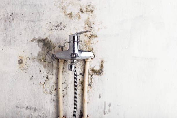 Best Office Mold Removal Services  in Gassville, AR