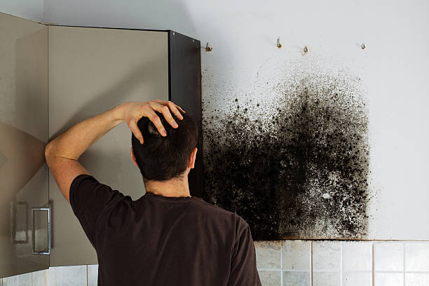 Best Black Mold Removal  in Gassville, AR